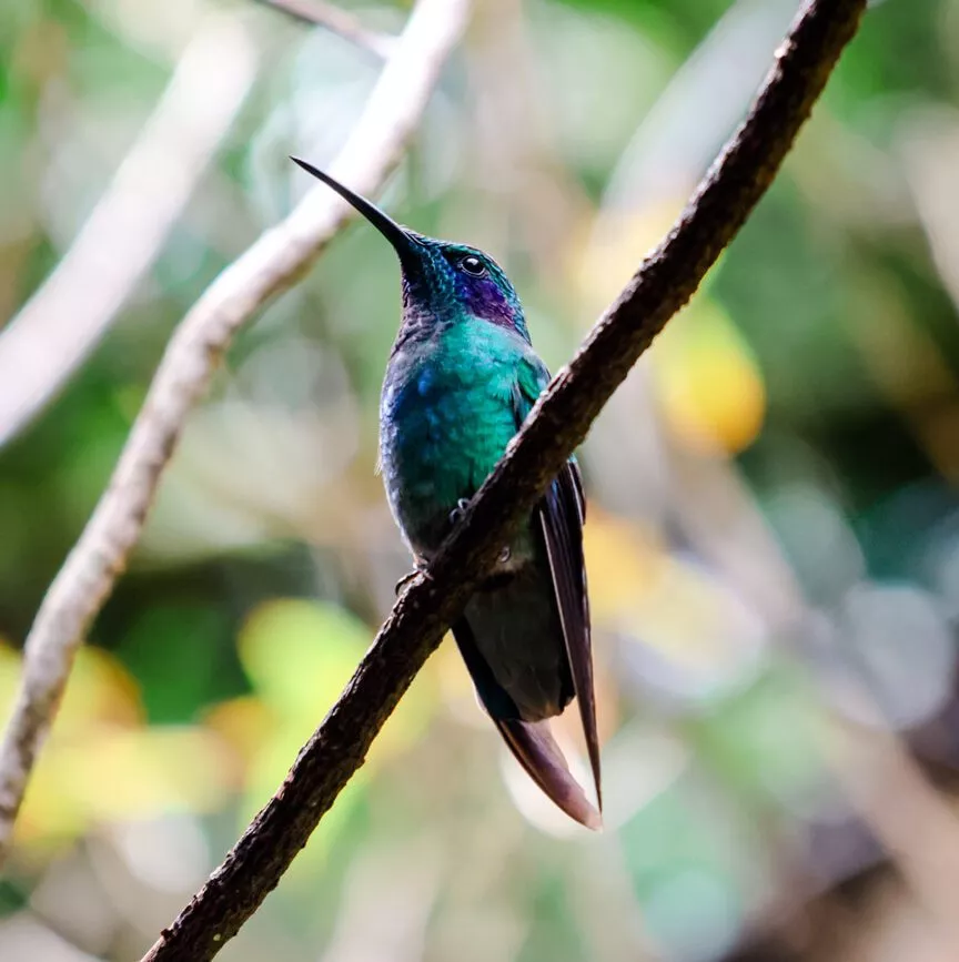 Monteverde Costa Rica Kolibri Cafe