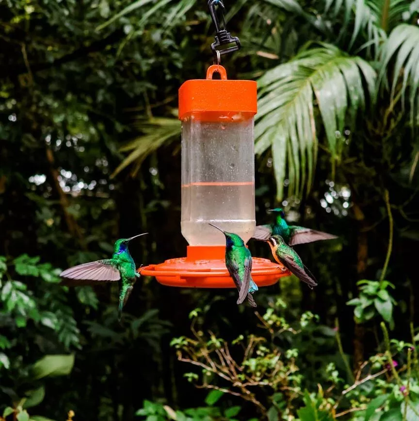 Monteverde Costa Rica Kolibri Cafe