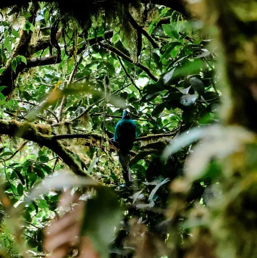 Monteverde Costa Rica Quetzal