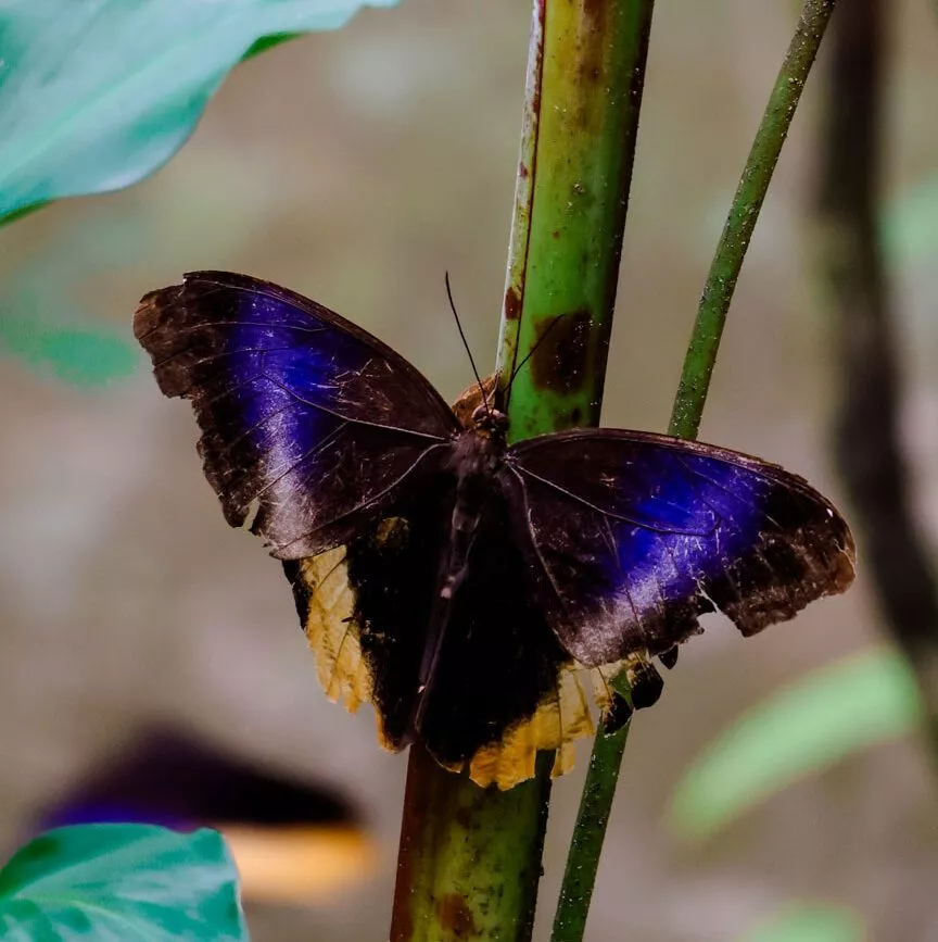 Monteverde Costa Rica Schmetterlinge