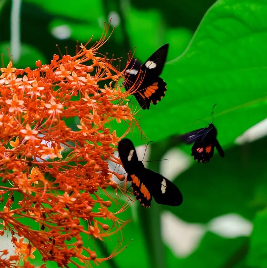 Monteverde Costa Rica Schmetterlinge