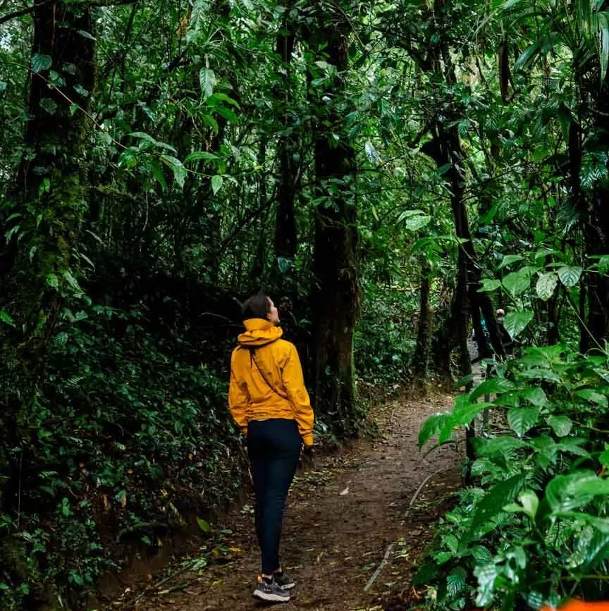 Monteverde Costa Rica Wanderung durch den Nebelwald