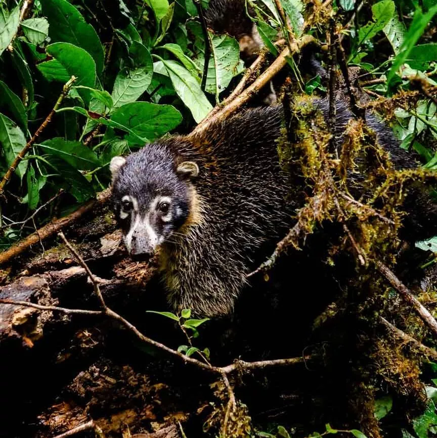 Monteverde Costa Rica Waschbär