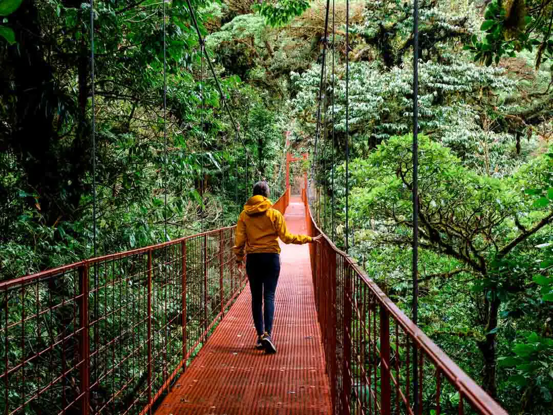 Monteverde Costa Rica Wandern durch den Dschungel