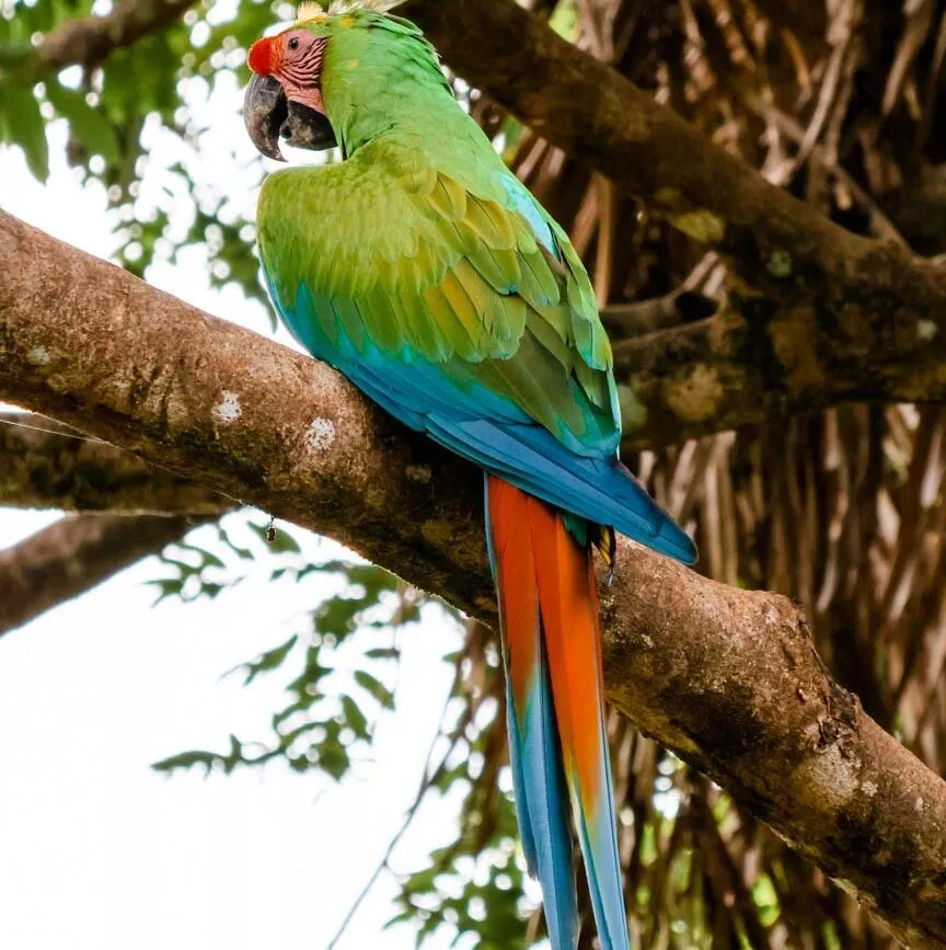 Puerto Viejo Costa Rica Ara Manzanillo