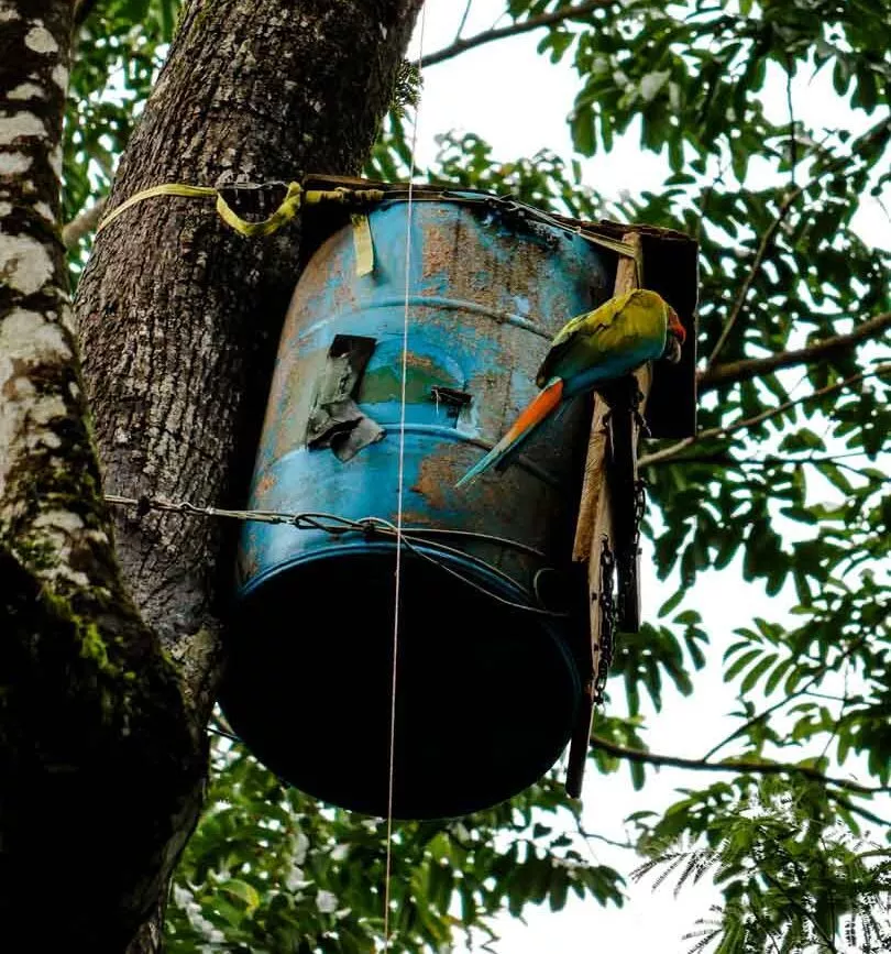 Puerto Viejo Costa Rica Ara Manzanillo