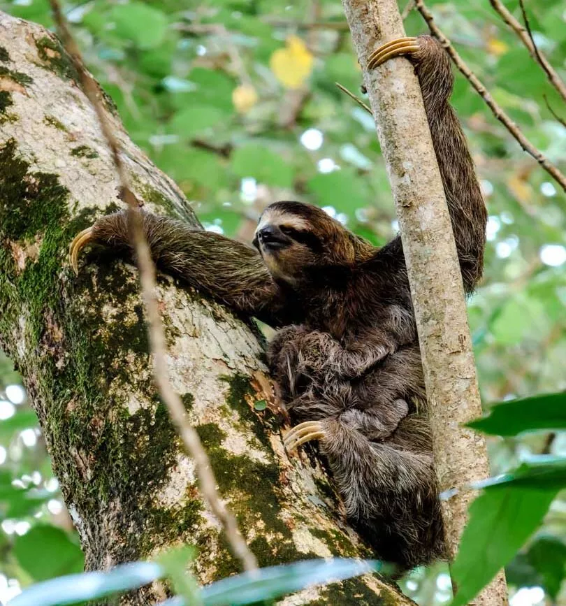 Puerto Viejo Costa Rica Cahuita Nationalpark Faultier mit Baby