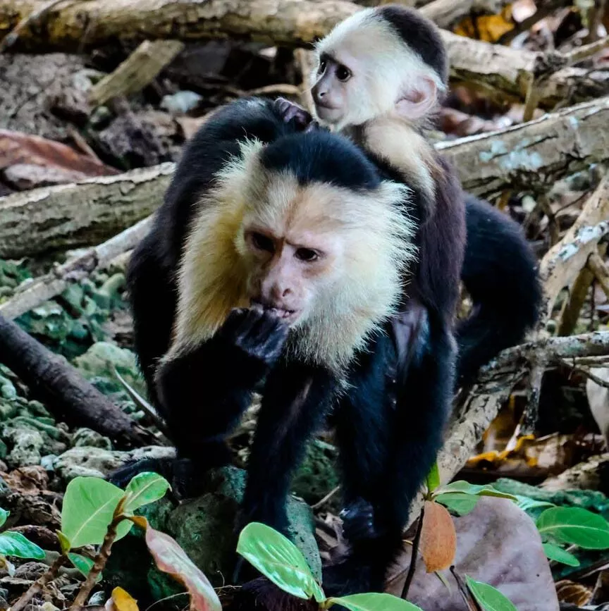Puerto Viejo Costa Rica Cahuita Nationalpark Kapuzineraffen