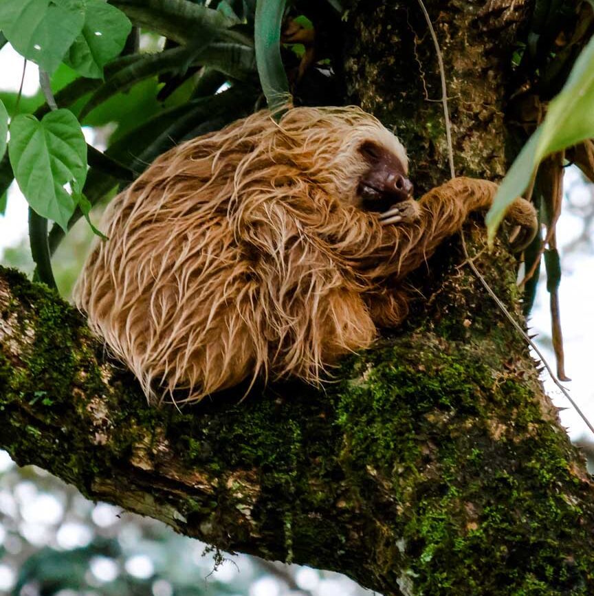 Puerto Viejo Costa Rica Faultier neben der Straße