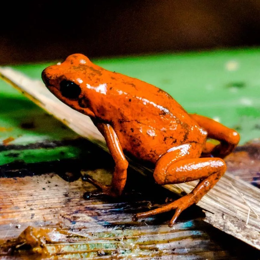 Puerto Viejo Costa Rica Frosch