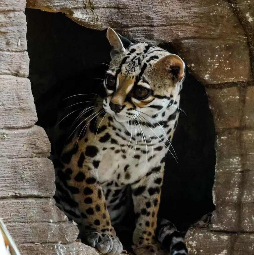 Puerto Viejo Costa Rica Jaguar Rescue Center Margay