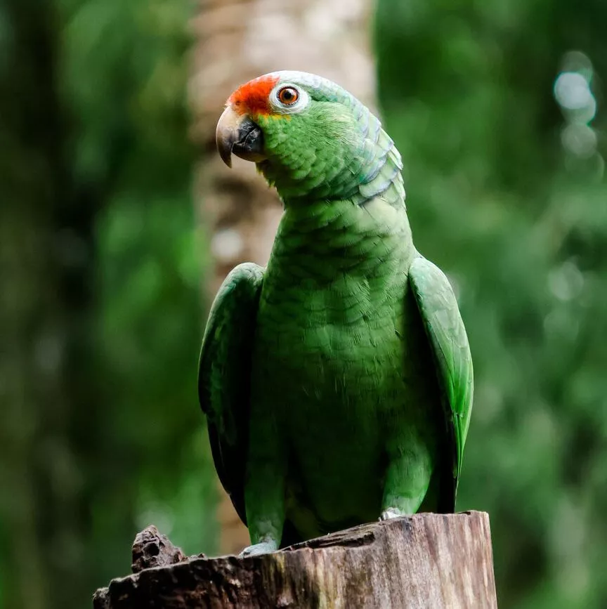 Puerto Viejo Costa Rica Jaguar Rescue Center Papagei