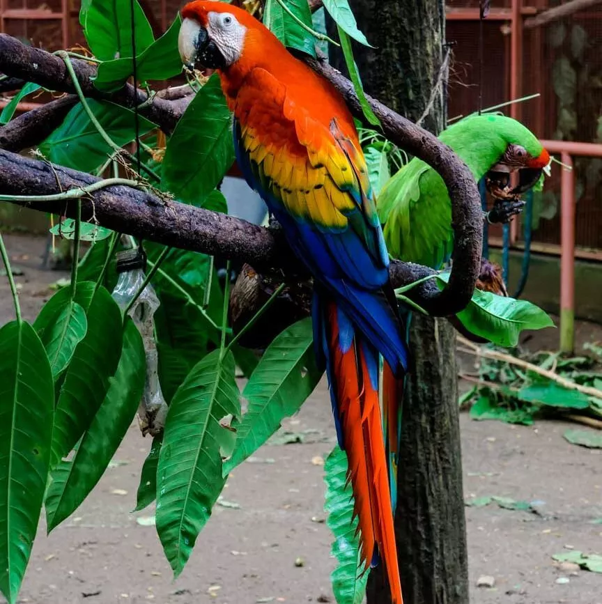 Puerto Viejo Costa Rica Jaguar Rescue Center roter und grüner Ara