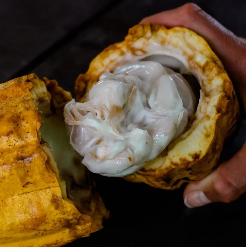 puerto viejo schokoladen tour 2