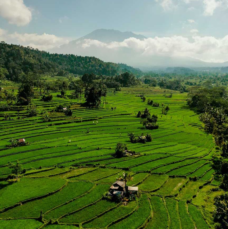 reisterrassen sidemen bali reisterrassen sidemen bali