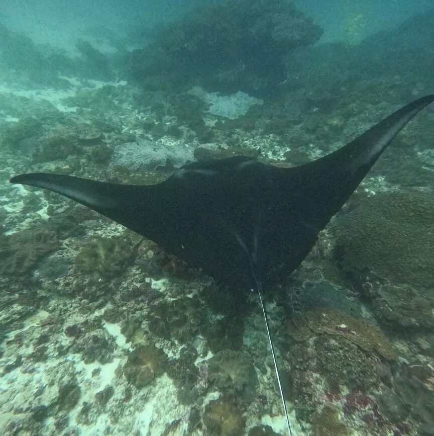 schnorcheln mit mantas auf nusa penida
