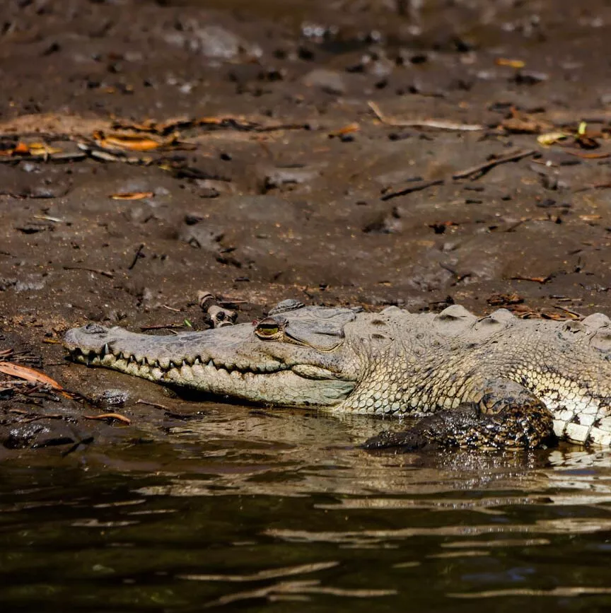 Tamarindo Costa Rica Größeres Krokodil