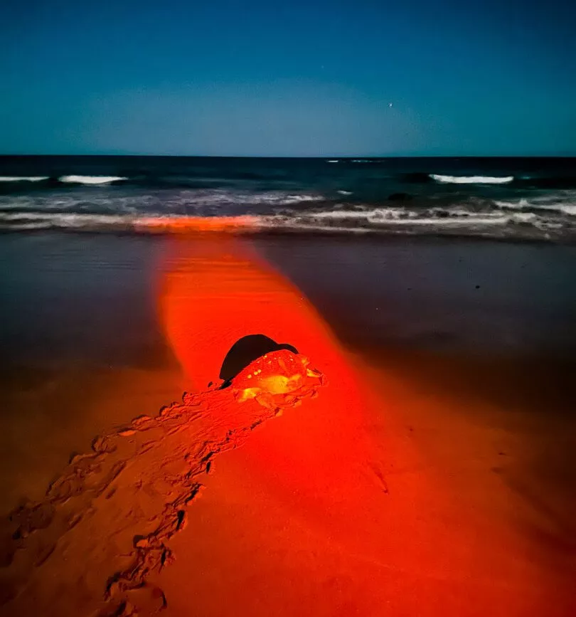 Tamarindo Costa Rica Grüne Meeresschildkröte