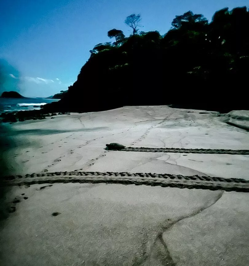 Tamarindo Costa Rica Schildkrötentour