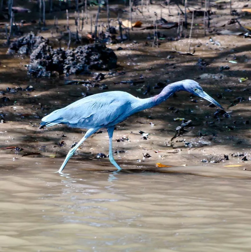 Tamarindo Costa Rica Wasservogel