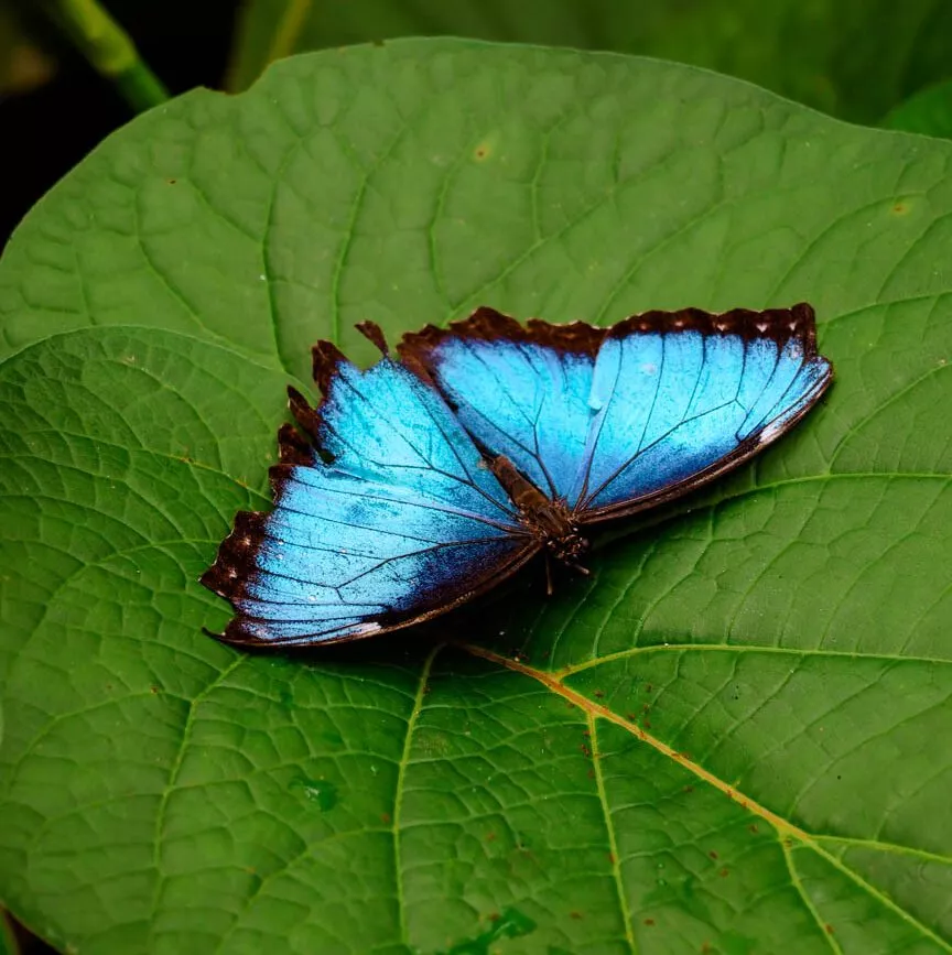 Uvita Wasserfall Costa Rica blauer Morphofalter
