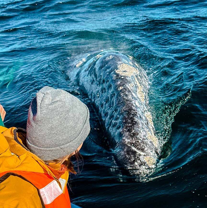 Baja California Sur Mexiko Neugieriger Grauwal