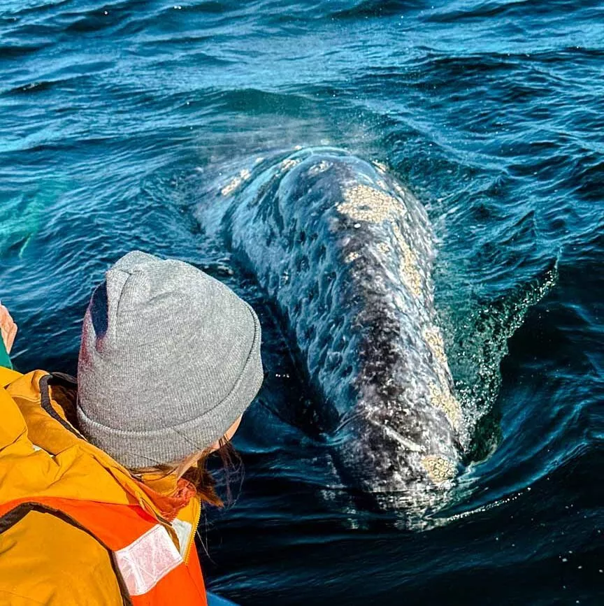 baja california sur mexiko neugieriger grauwal baja california sur mexiko neugieriger grauwal