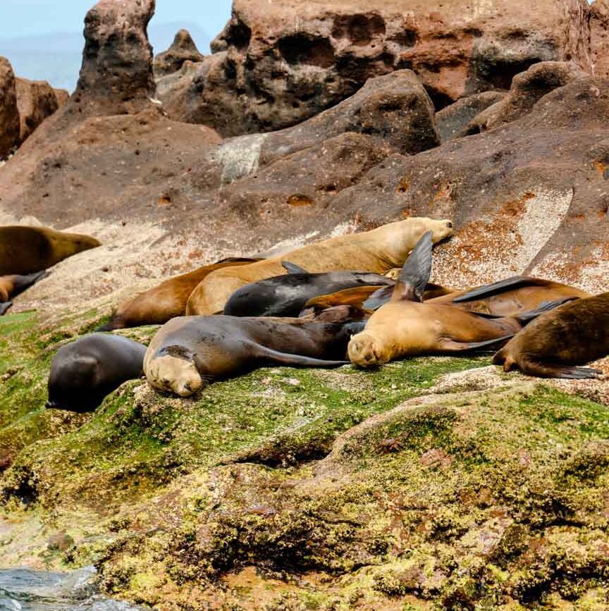 Baja California Sur Mexiko Seelöwen Isla Espíritu Santo