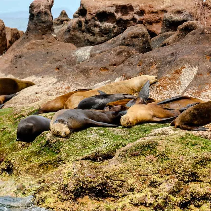 baja california sur mexiko seeloewen isla espiritu santo baja california sur mexiko seeloewen isla espiritu santo