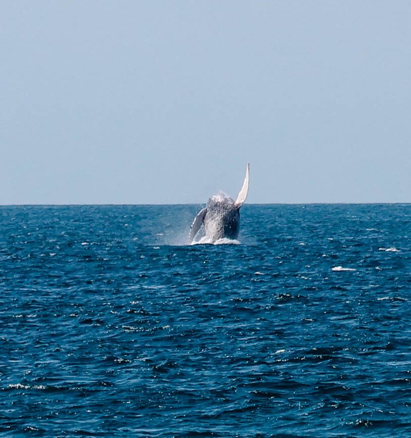 Baja California Sur Mexiko Springender Buckelwal