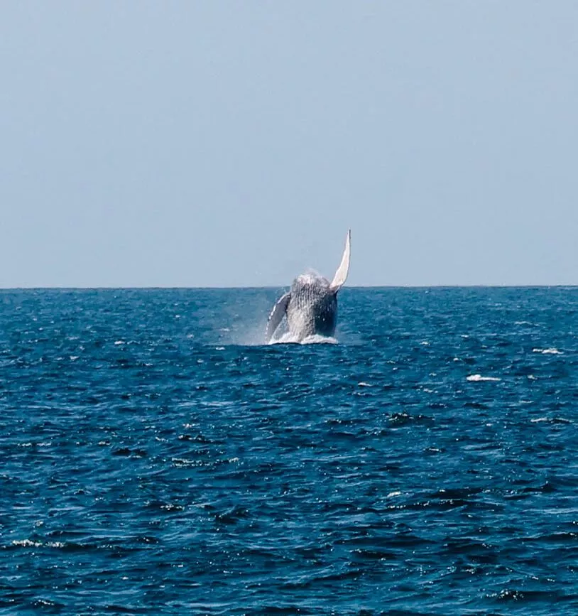 baja california sur mexiko springender buckelwal baja california sur mexiko springender buckelwal