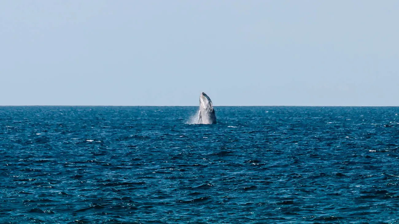 Baja California Sur Mexiko