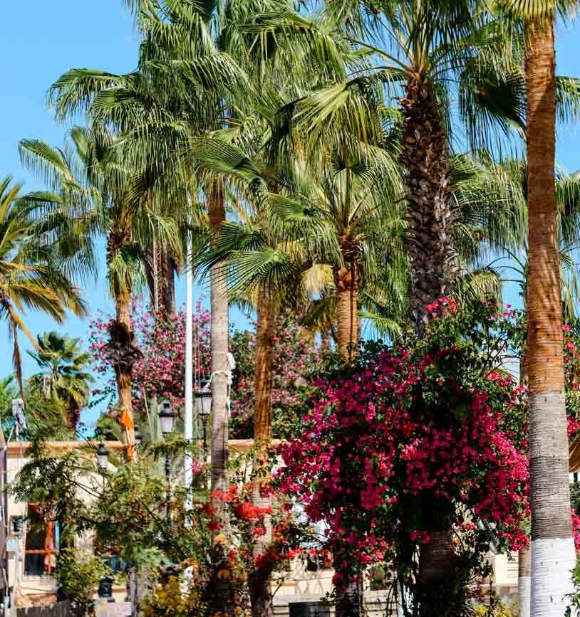 Baja California Sur Mexiko Todos Santos Ortschaft