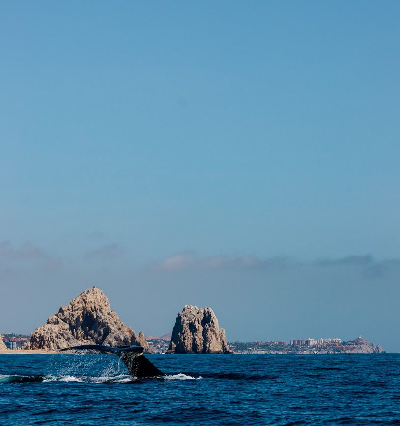 Baja California Sur Mexiko Walflosse