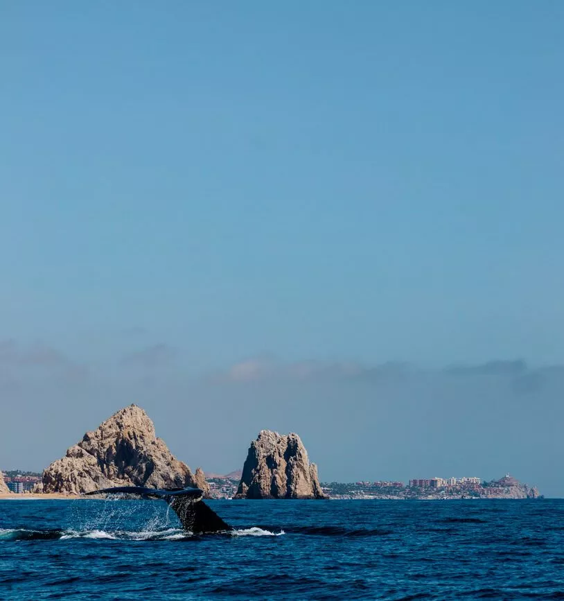 Baja California Sur Mexiko Walflosse