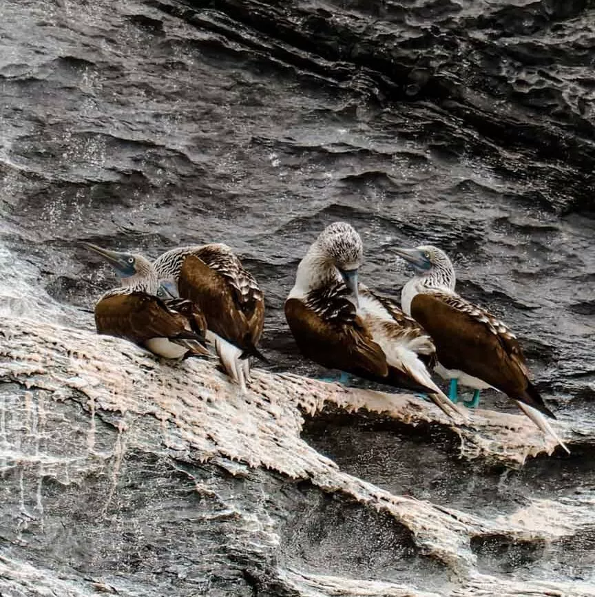 Blaufußtölpel Isla Coronado Baja California Sur Mexiko