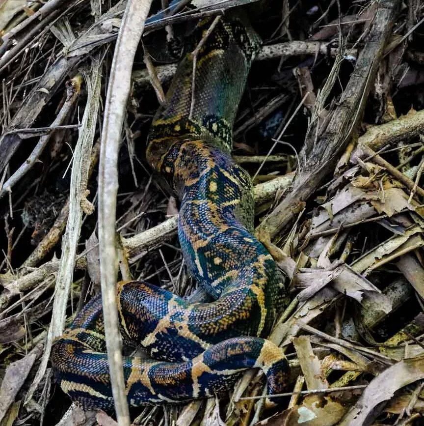 Corcovado Nationalpark Costa Rica Anakonda