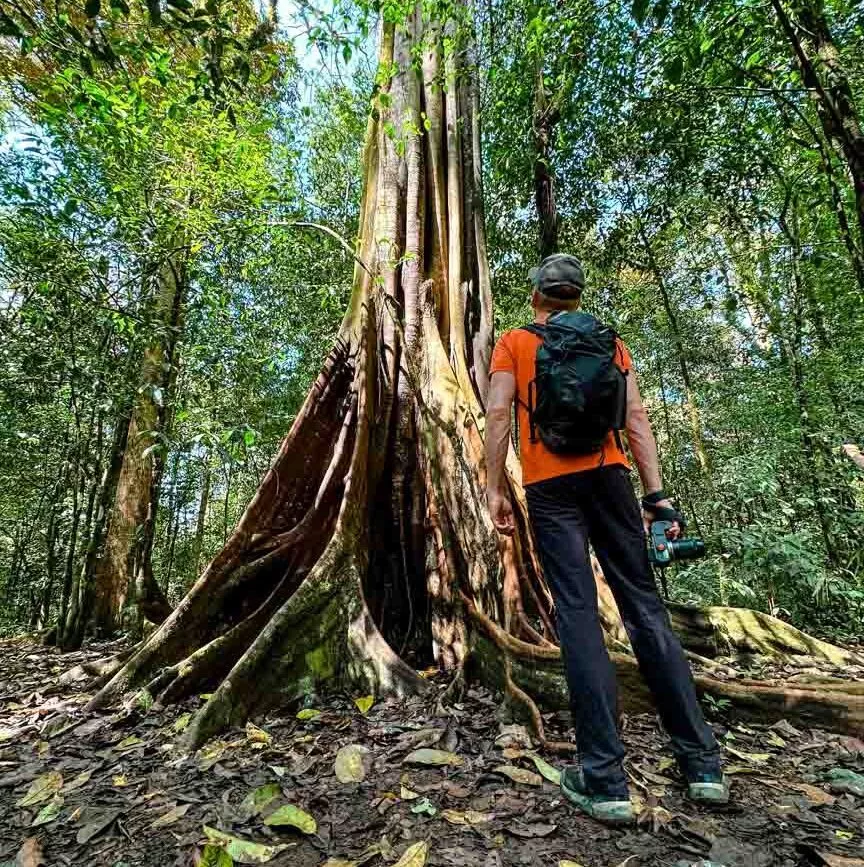 Corcovado Nationalpark Costa Rica Baum