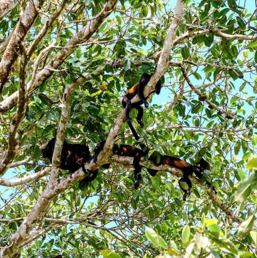 Corcovado Nationalpark Costa Rica Brüllaffen