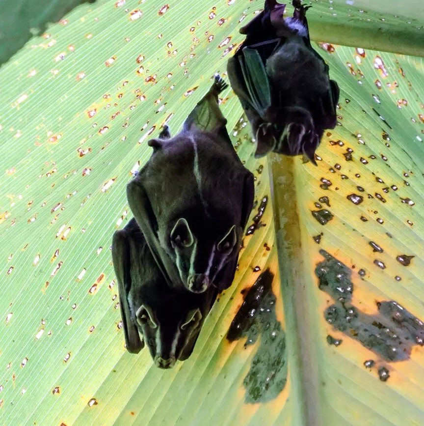 Corcovado Nationalpark Costa Rica Fledermäuse