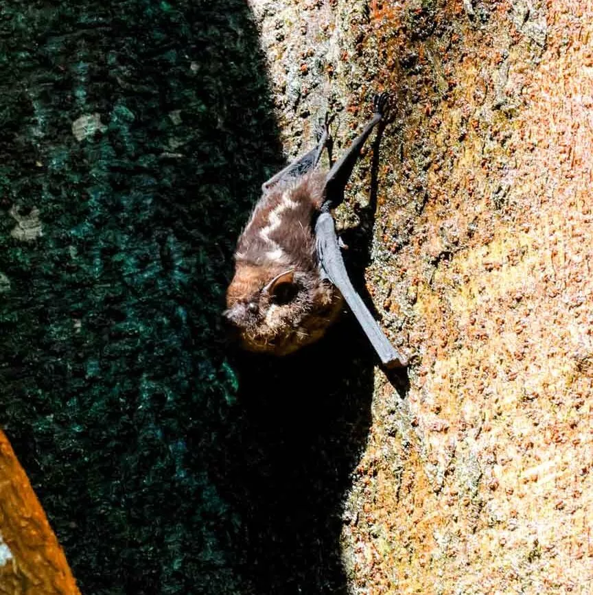 Corcovado Nationalpark Costa Rica Fledermaus