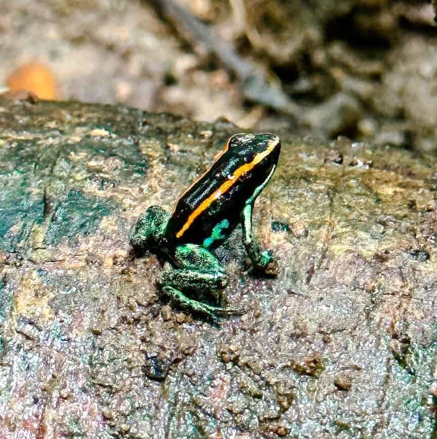 Corcovado Nationalpark Costa Rica Frosch