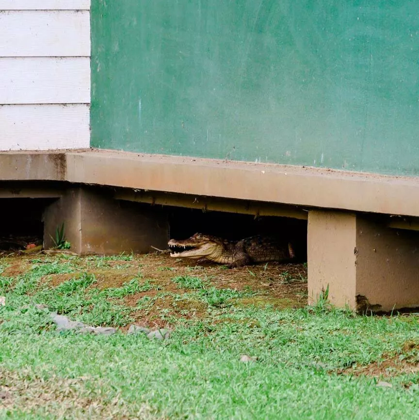 Corcovado Nationalpark Costa Rica Krokodil unter Sirena Lodge