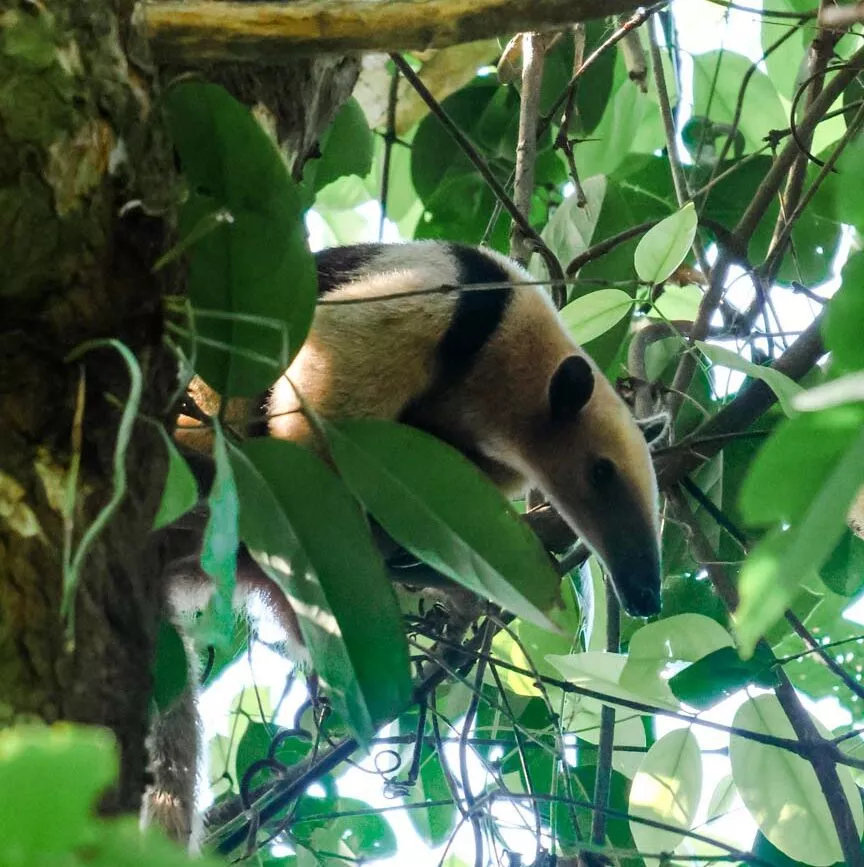 Corcovado Nationalpark Costa Rica Nasenbär
