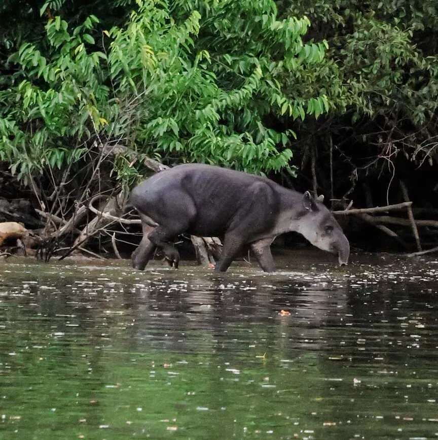corcovado nationalpark costa rica tapir