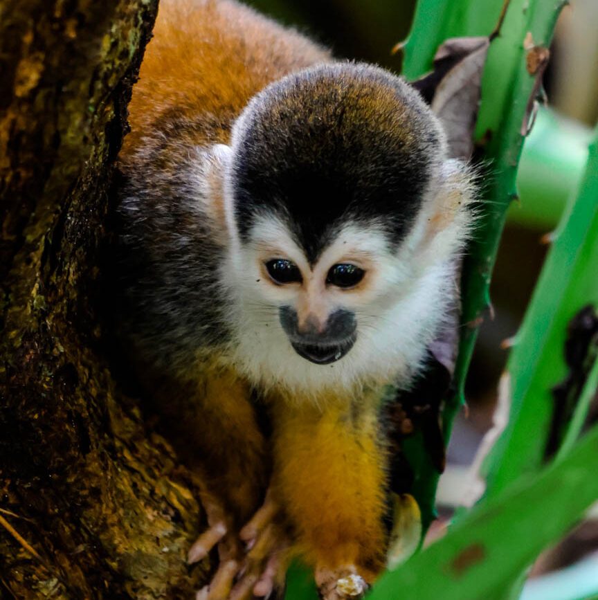 Corcovado Nationalpark Costa Rica Totenkopfäffchen