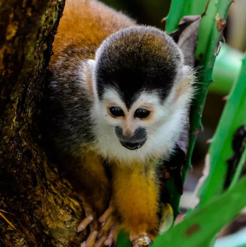 Corcovado Nationalpark Costa Rica Totenkopfäffchen