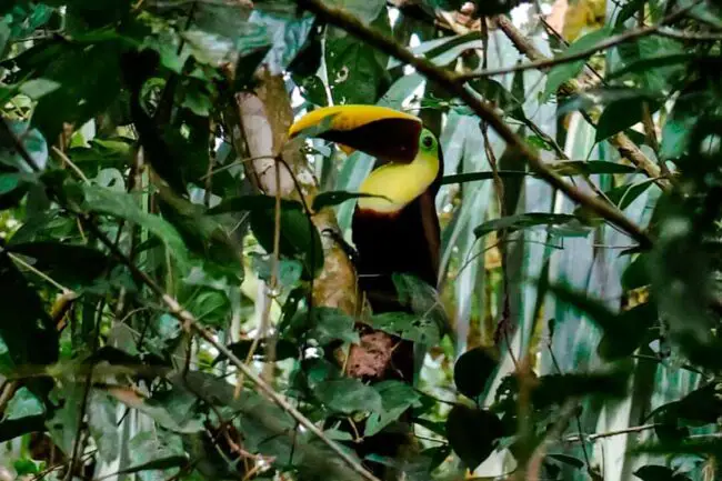 Corcovado Nationalpark Costa Rica Tukane