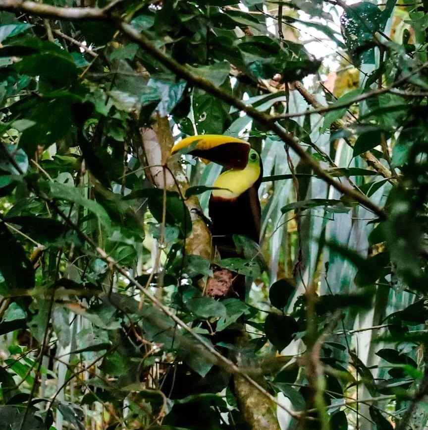 Corcovado Nationalpark Costa Rica Tukane