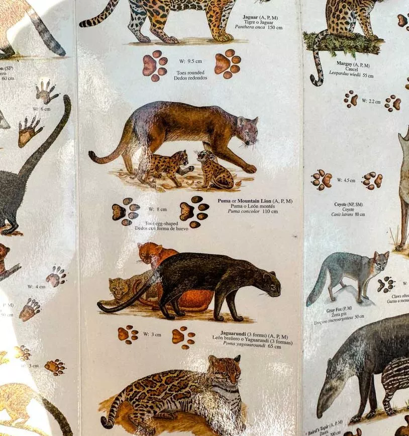 Corcovado Nationalpark Costa Rica Wildkatzen